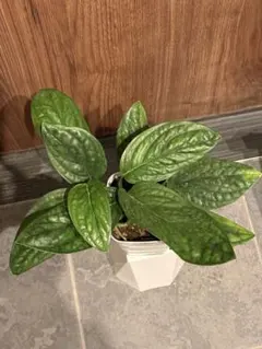 2025年最新】シャトルコック モンステラの人気アイテム - メルカリ