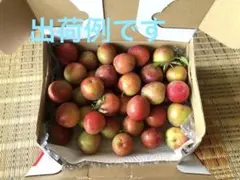 【終了】大石プラム　鹿児島県産　1.2キロ 未収穫】大石プラム 鹿児島県産 1.2キロ - メルカリ