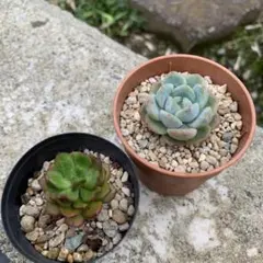 ローズセダム 抜き苗 グリーンローズ カット苗 多肉植物 - メルカリ