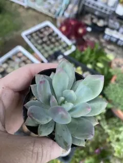 多肉植物 カット苗 ピュアラブ 純愛 6cm鉢 - メルカリ