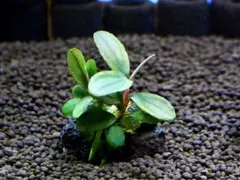 ブセファランドラ『ソカン４シャイン・グリーン』【完全水中葉】溶岩石活着株