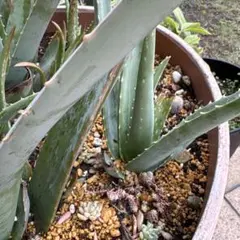 アロエベラ　元気な個体　鉢なし