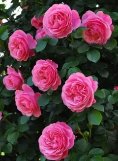薔薇挿木苗 ツルローズうらら - メルカリ
