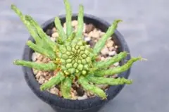 ユーフォルビア・孔雀丸のサムネイル