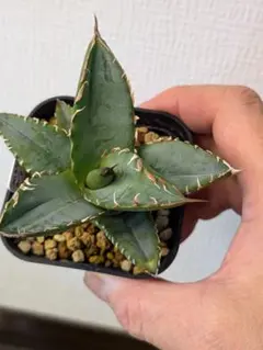 78 アガベ パリー トランカータ 実生【選抜 地植え 耐寒性】 - メルカリ
