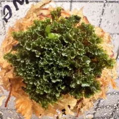 ①P.willinckii cv OMG 前葉体 XL［胞子培養育成ガイド付］