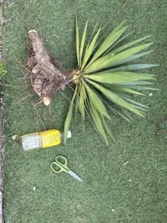 ユッカ グロリオサ キミガヨラン 切り枝 観葉植物 約50cm - メルカリ