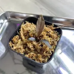 T.L様専用 Homalomena sp. 花緑青 銀葉細葉個体+エラトステマ - メルカリ