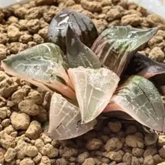 Top【選抜株】多肉植物　13189OM錦　10個　鉢無し/脱土 Top【選抜株】多肉植物 13189OM錦 10個 鉢無し/脱土 - メルカリ