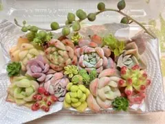 多肉植物　寄せ植えセット　カット苗　F