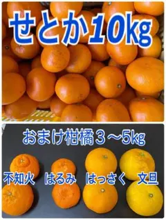 せとか10㎏ 1/5