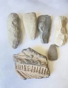 本物】三葉虫 化石 標本 母岩付き（大サイズ 約4.5cm）ノジュール 