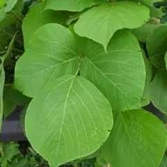 天然　生葛の葉　 100枚のサムネイル