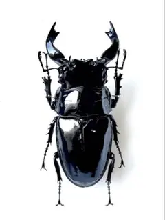 極美品】タランドゥスツヤクワガタ 2003秋 - メルカリ