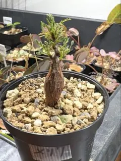 2026年最新】センナメリディオナリス 実生の人気アイテム - メルカリ