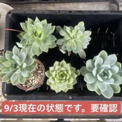 【購入前に状態をご確認ください】みみ様 リクエスト 5点 まとめ商品