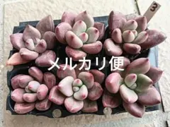 もちもんちー様 リクエスト 2点 まとめ商品