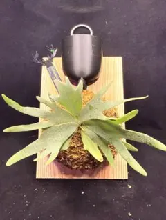 NOBU様 リクエスト 2点 まとめ商品