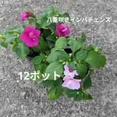 【12】八重咲きインパチェンス アテナ 色はお任せ 12ポットのサムネイル