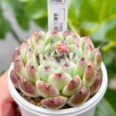 センペルビウム アラクノイデウム 錦 斑入り - メルカリ