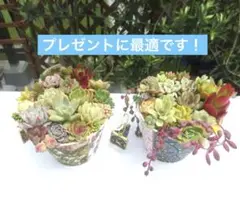 多肉植物 そのまま飾れる寄せ植え❁⃘*.゜リメ缶3点セット❀.*・゜