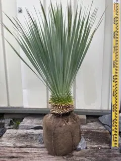 ① ユッカ ロストラータ10号特大苗木最高等級極上品‼️ - メルカリ
