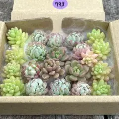 SALE❗️793多肉植物　ピンクローサ　リンダリンダ　カット苗　メルカリ便❣️