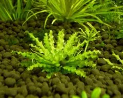 ナチュラル様 リクエスト 3点 まとめ商品