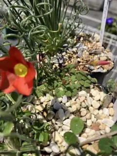 Oxalis inaequalis濃花　ムカゴ20個のサムネイル