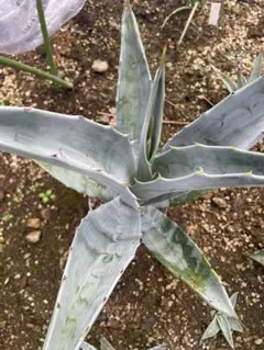 2026年最新】ソブリアの人気アイテム - メルカリ