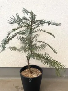 特大 ウォレマイ・パイン 約60cm 絶滅危惧種 苗木 希少 ジュラシック