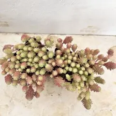 斑入りパリダム 抜き苗　2ポット 多肉植物　セダム　寄せ植え