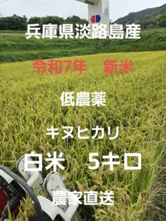 【令和7年新米】兵庫県淡路島産キヌヒカリ5キロ(低農薬白米)農家直送のサムネイル