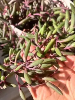 多肉　ルビーネックレス　苗50g＋多肉セダムおまけつき