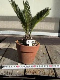 2026年最新】大きいソテツの人気アイテム - メルカリ