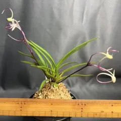 濃色】E111 厚岸ホテイアツモリソウ葉2小葉1 - メルカリ