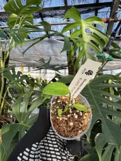 ポリエステル様 リクエスト 3点 まとめ商品