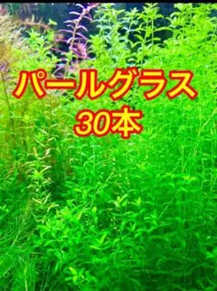 毎朝発送】水草セット（水上葉、無農薬、スネールなし） - メルカリ