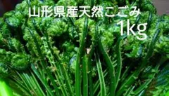 肉厚で柔らかい部分のみを厳選　天然こごみ　お徳用　山菜　4Kg　新潟県産 肉厚で柔らかい部分のみを厳選 天然こごみ お徳用 山菜 500g 新潟県産