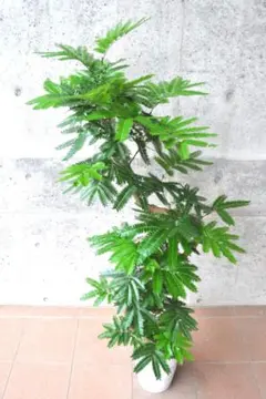 エバーフレッシュ 145cm 8号 Spiral tree form エバーフレッシュ 145cm 8号 Spiral tree form - メルカリ