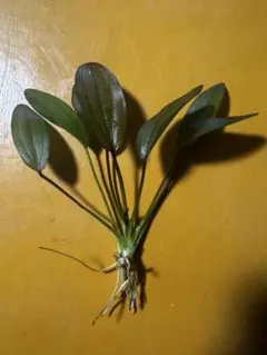 2026年最新】水草エキノドルス水上の人気アイテム - メルカリ