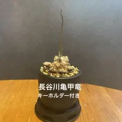 長谷川亀甲竜 3寸 長谷川ナーセリー 塊根植物 コーデックス - メルカリ
