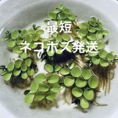 2026年最新】水草の人気アイテム - メルカリ