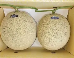 高知産 贈答用 温室マスクメロン 2玉 約4，7Kg 秀品 北海道沖縄発送