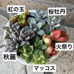 多肉植物カット苗5種類セット★桜牡丹★秋麗★虹の玉★マッコス★火祭り⑩