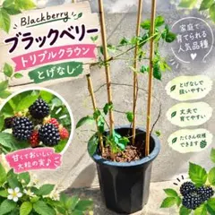 ブラックベリー 苗木　トリプルクラウン トゲなし