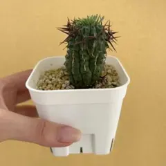 群星冠　雄株と雌株2個セット！！ 群星冠 雄株と雌株2個セット！！ 群星冠 雄株と雌