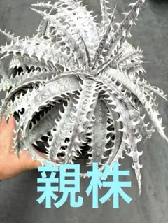 Dyckia ‘Silver Dragon’のサムネイル