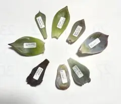 多肉植物　葉挿し　ブラックマディバ入り