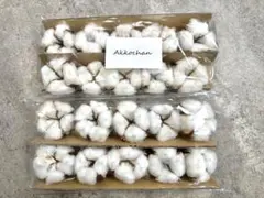 コットン　綿花　【美品】